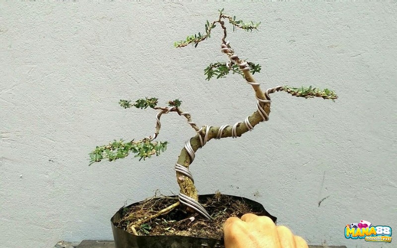 Cây linh sam 86 - giống cây cảnh phổ biến tại Việt Nam