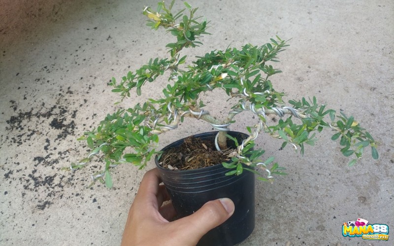Có 4 loại cây linh sam được trồng tại Việt Nam