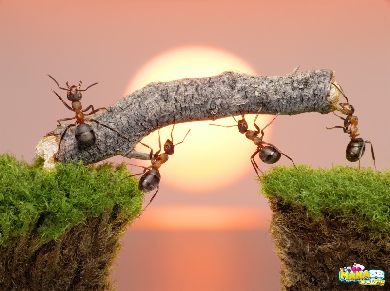 Hình ảnh loài kiến được đại diện cho sự cần cù, chăm chỉ