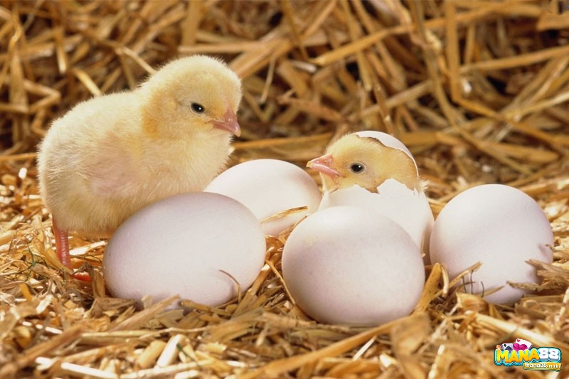 Liệu giấc chiêm bao thấy trứng vịt có phải là điềm báo tương lai?